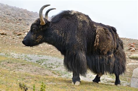 fossil farms yak